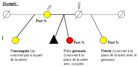 Schéma descriptif des relations héréditaires (consanguin, germain et utérin)