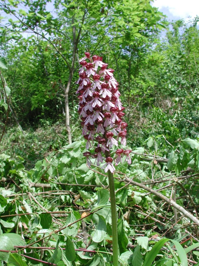 L’orchidée pourpre (©DGE)