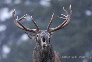 Cerf Cerf