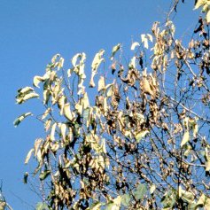 Maladies et dégâts aux arbres de forêt