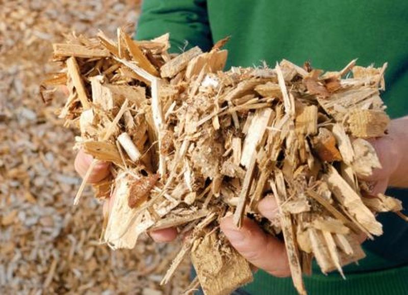 Plaquettes forestières Poignée de plaquettes forestières pour l'alimentation d'une chaudière