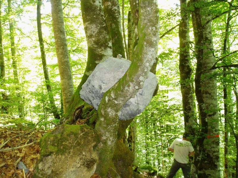 Protection de la forêt lors d'une chute de pierre Protection de la forêt lors d'une chute de pierre