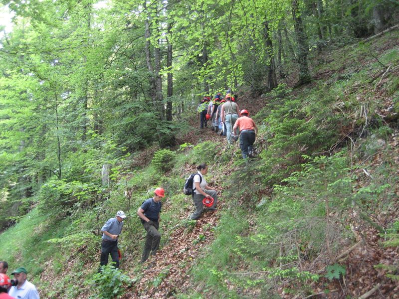 Entretien de forêt de protection