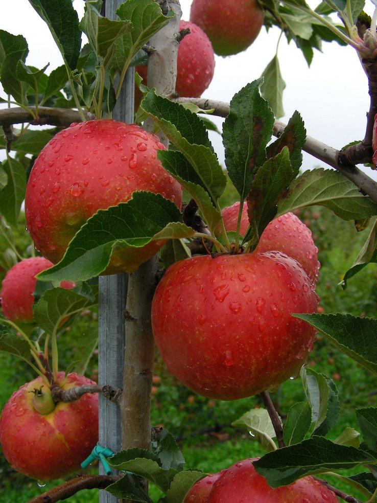 Pommes de Marcelin 2013