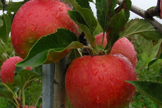 Pommes de Marcelin 2013