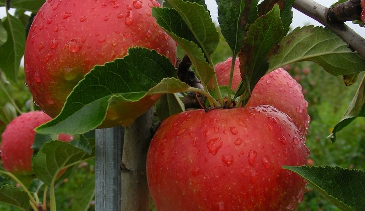 Pommes de Marcelin 2013