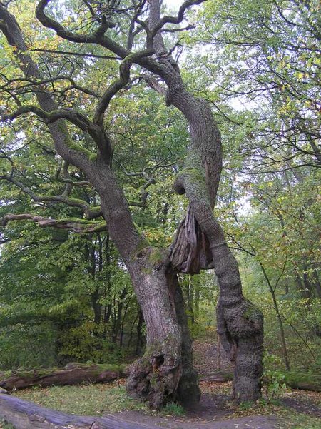 Photo vieil arbre