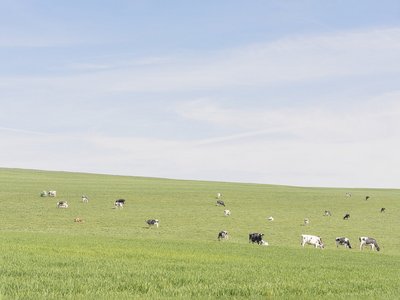 Image de Gafous d'un pâturage