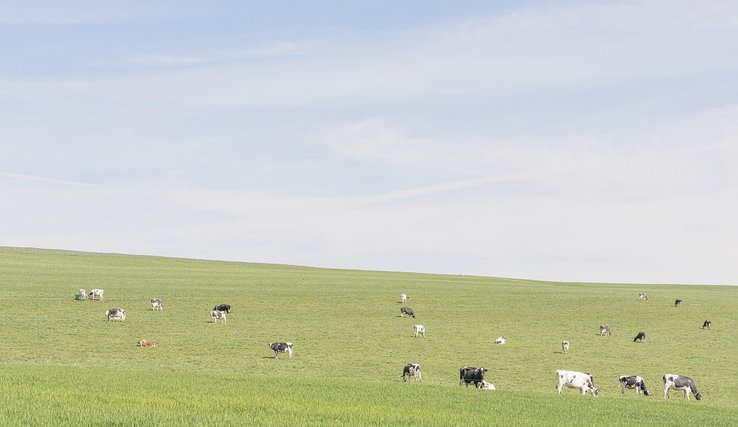 Image de Gafous d'un pâturage