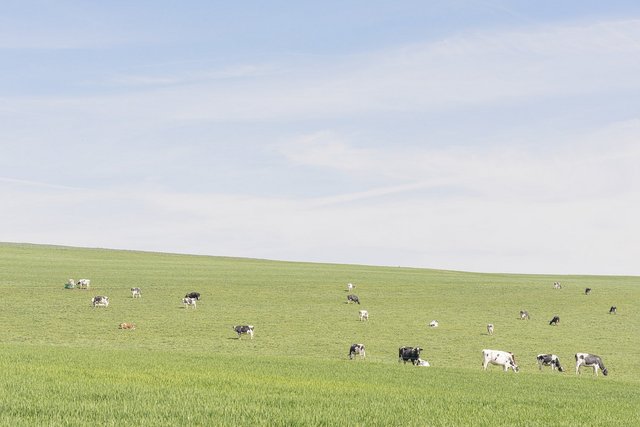 Pâturage, Lignerolle, Matthieu Gafsou, Enquête photographique vaudoise, Etat de Vaud Image de Gafous d'un pâturage