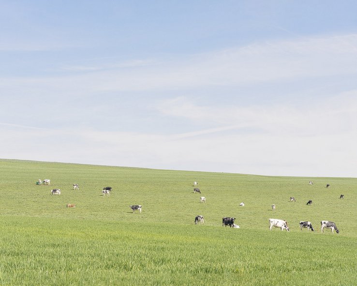 Pâturage, Lignerolle, Matthieu Gafsou, Enquête photographique vaudoise, Etat de Vaud Image de Gafous d'un pâturage