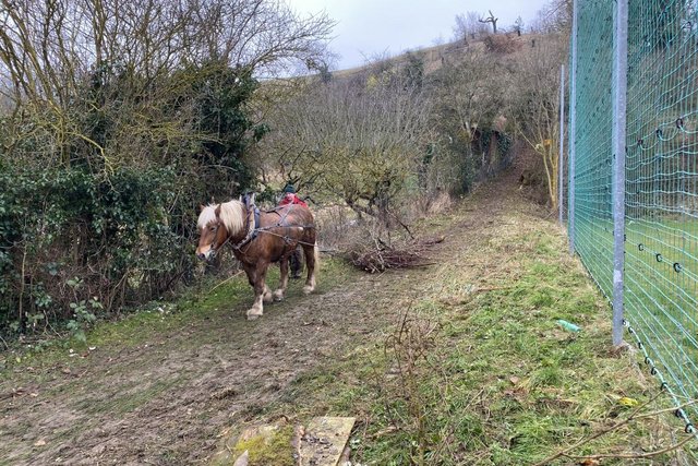 Le cheval en action à Orbe / Photo: Adrian Moriette
