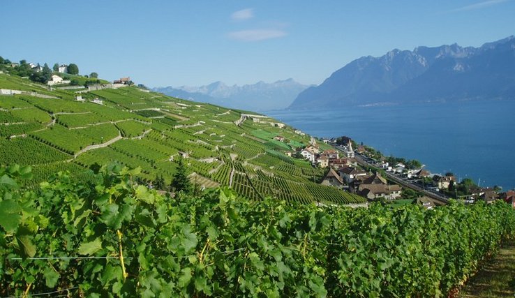 Le vignoble vu depuis Villette.