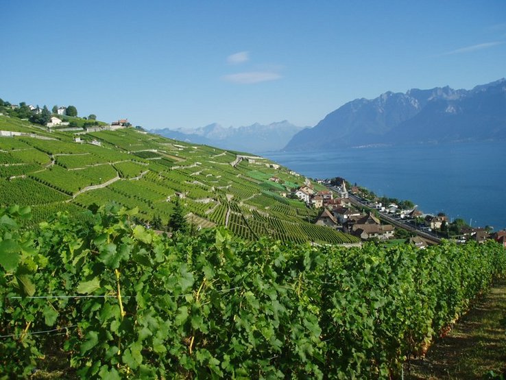 Le vignoble vu depuis Villette.