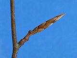 Bourgeons pointus, longs et bruns Bourgeons pointus, longs et bruns