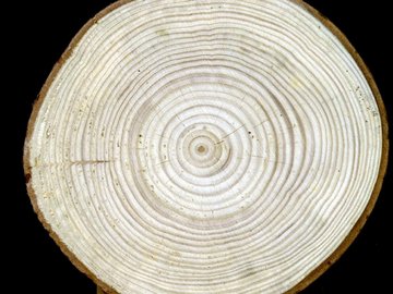 Coeur de sapin blanc Coeur de sapin blanc