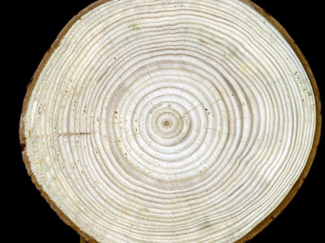 Coeur de sapin blanc Coeur de sapin blanc