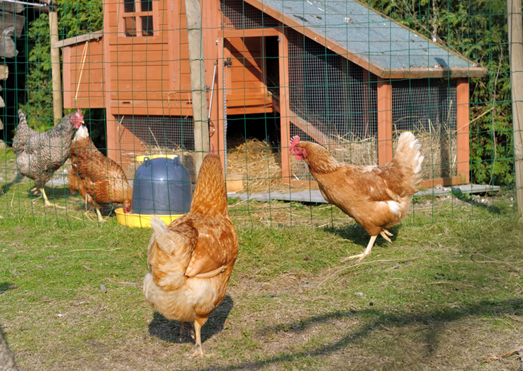 des poules dans un poulailler