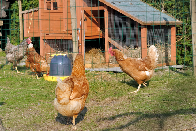 des poules dans un poulailler