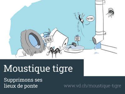 Illustration: dessin d'une colonie de moustiques tigre qui ont élu domicile dans des soucoupes près d'une gouttière