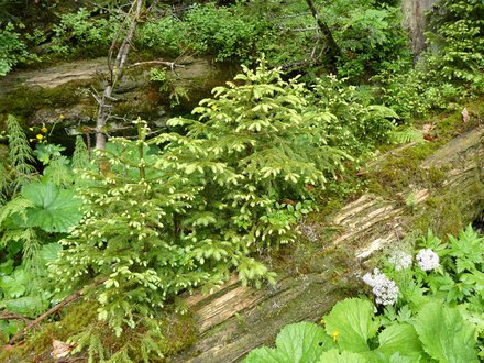 Régénération naturelle sur un arbre mort couché Régénération naturelle sur un arbre mort couché