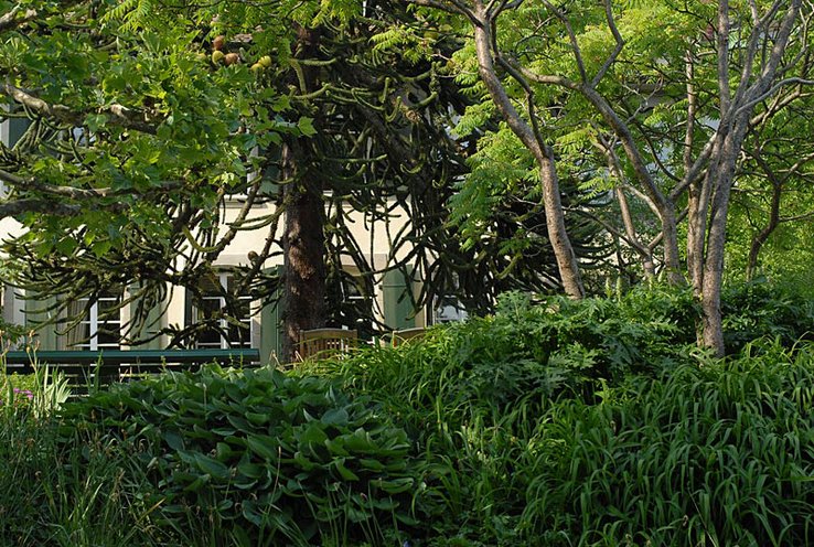 Photo d'un jardin extrêmement verdoyant avec des arbres d'essences variées et une maison ancienne en arrière-plan.