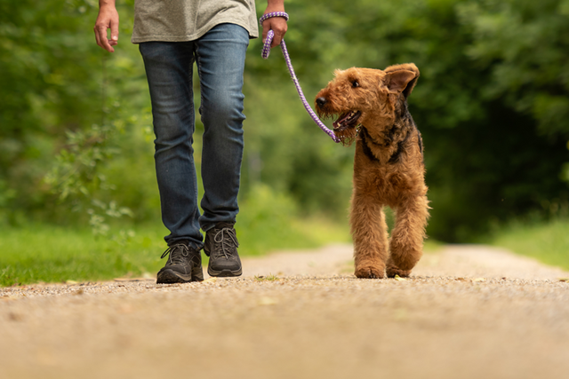Un homme promenant un fox terrier dans la campagne.