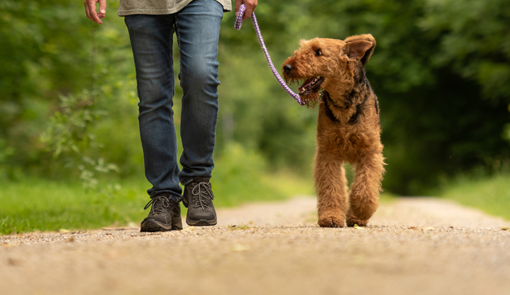 Un homme promenant un fox terrier dans la campagne.