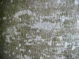 Écorce mince et lisse Écorce mince et lisse