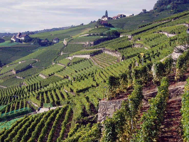 Photo de Lavaux en été