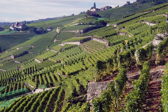 Photo de Lavaux en été