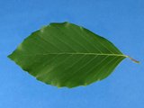 Feuilles simples et ovales Feuilles simples et ovales