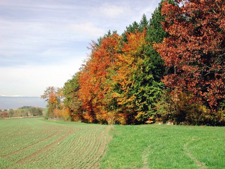 lisière de forêt en automne avec champ au premier plan