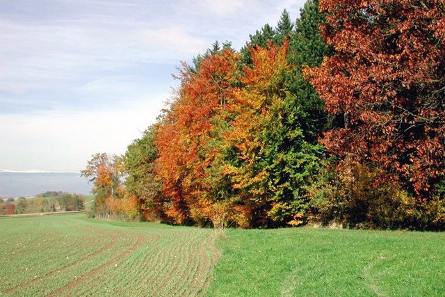 lisière de forêt en automne avec champ au premier plan