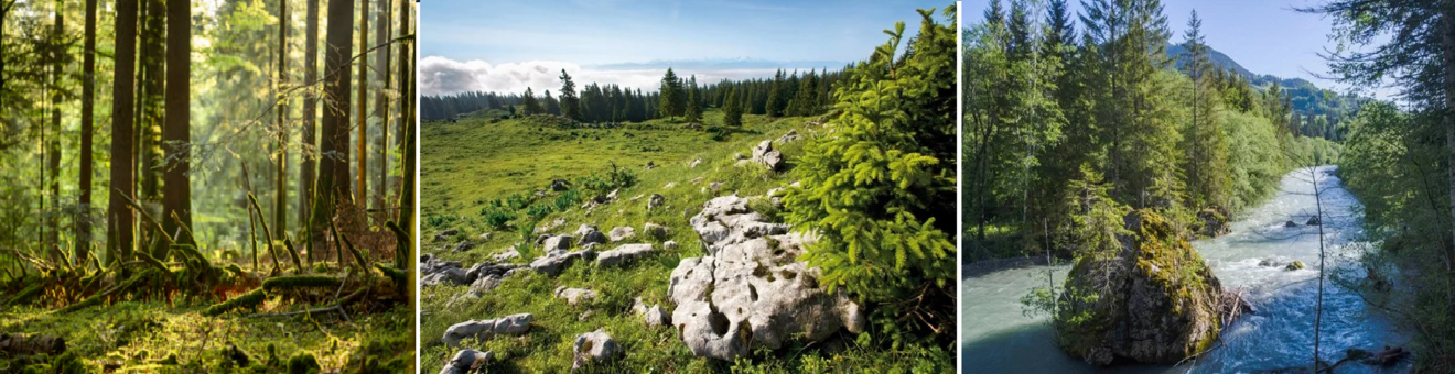 Forêt du Jorat / Paysage au Mont Tendre / Sarine Pays-d'Enhaut Foret / Paysage au Mont Tendre / Sarine Pays-d'Enhaut