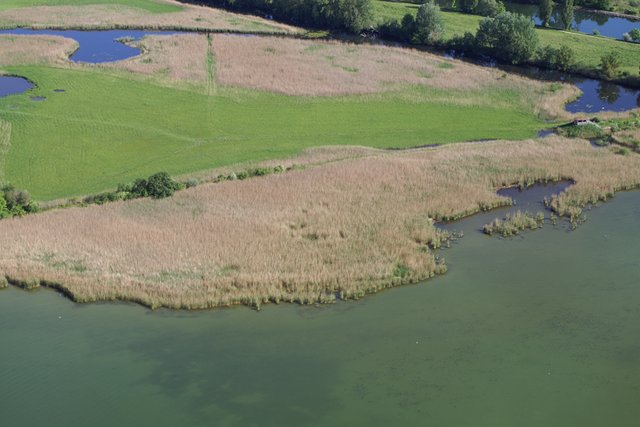 Vue aérienne d'une rive à la Grande Cariçaie