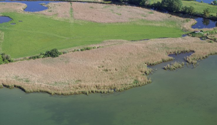 Vue aérienne d'une rive à la Grande Cariçaie