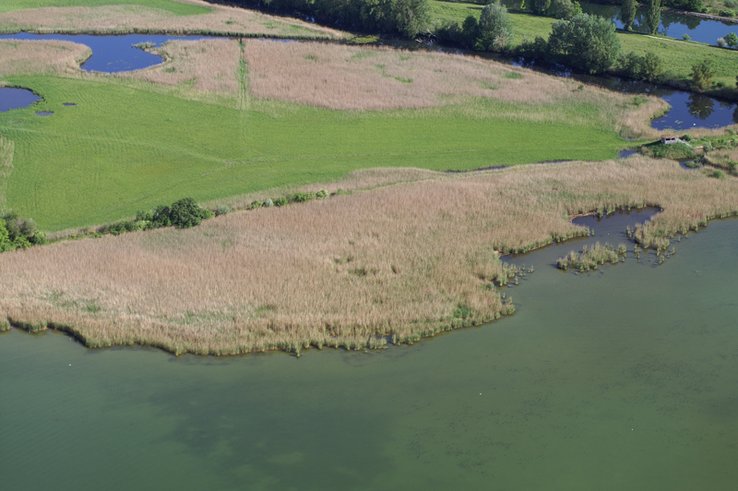 Vue aérienne d'une rive à la Grande Cariçaie