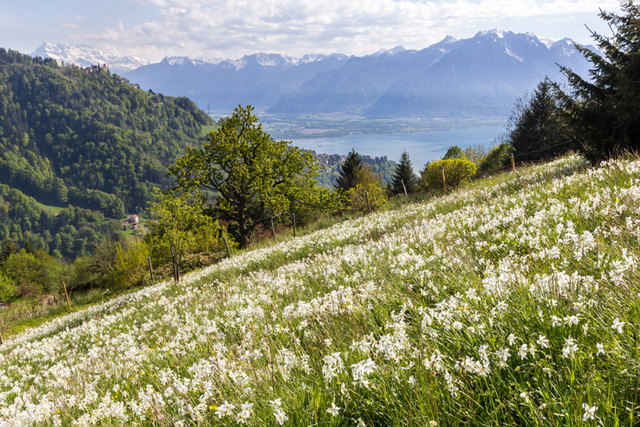 Un champ couvert de narcisses au-dessus de Montreux. Au fond, les Dents-du-Midi et le Léman.
