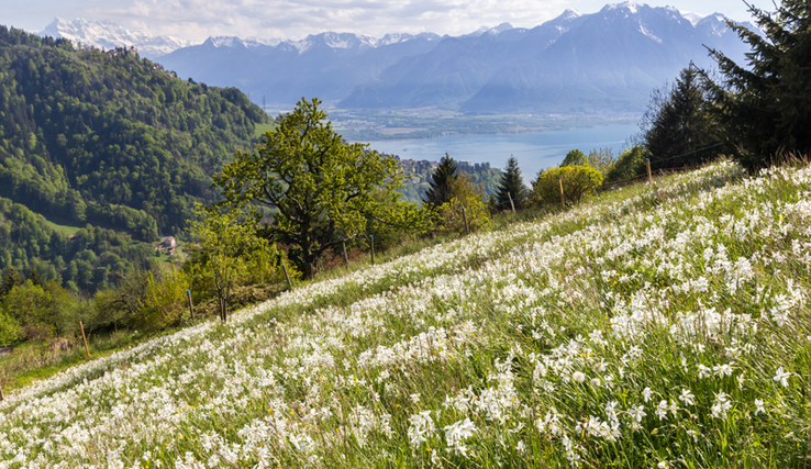 Un champ couvert de narcisses au-dessus de Montreux. Au fond, les Dents-du-Midi et le Léman.