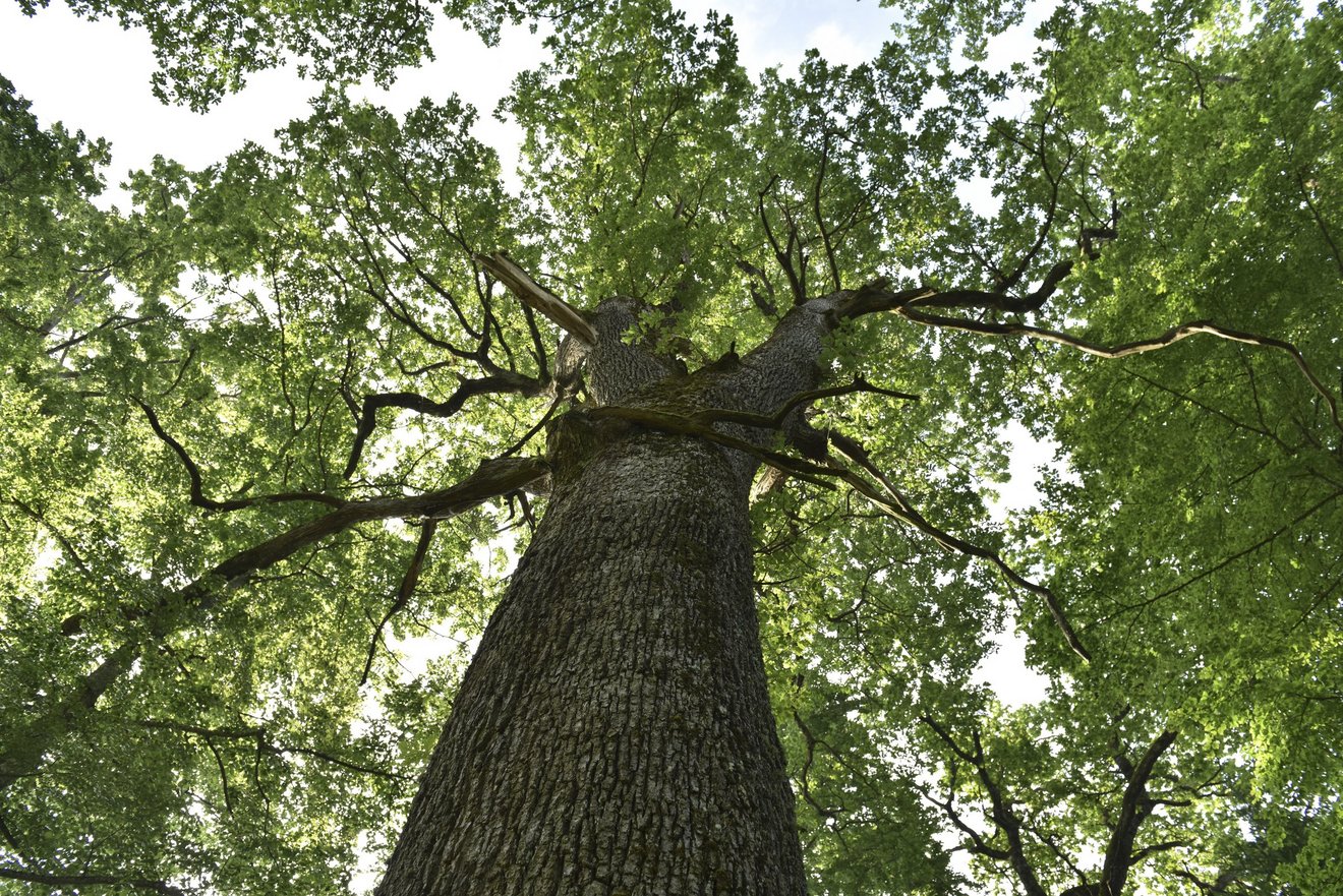 Forêt