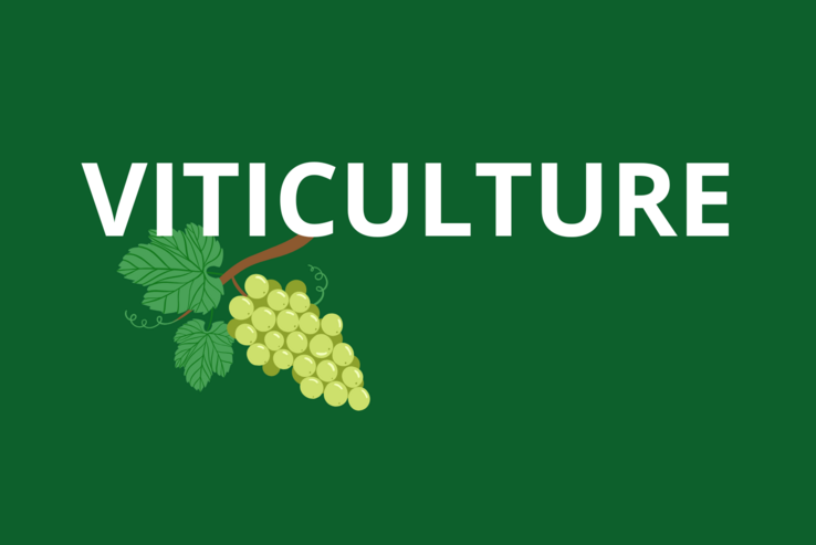 Visuel Viticulture