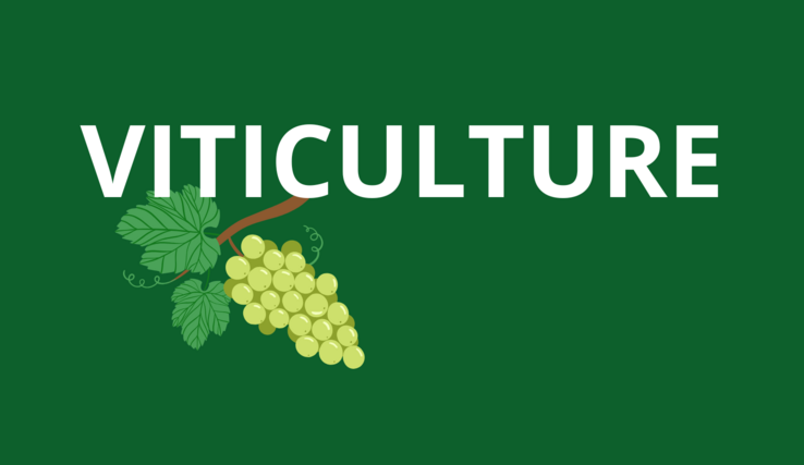 Visuel Viticulture