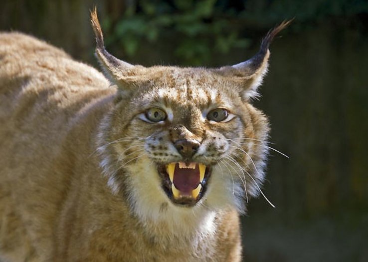 Lynx du zoo de la Garenne (copyright David Vincent)