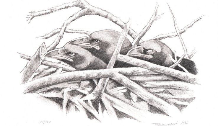 Nid de corneilles Illustration: Pierre Baumgart