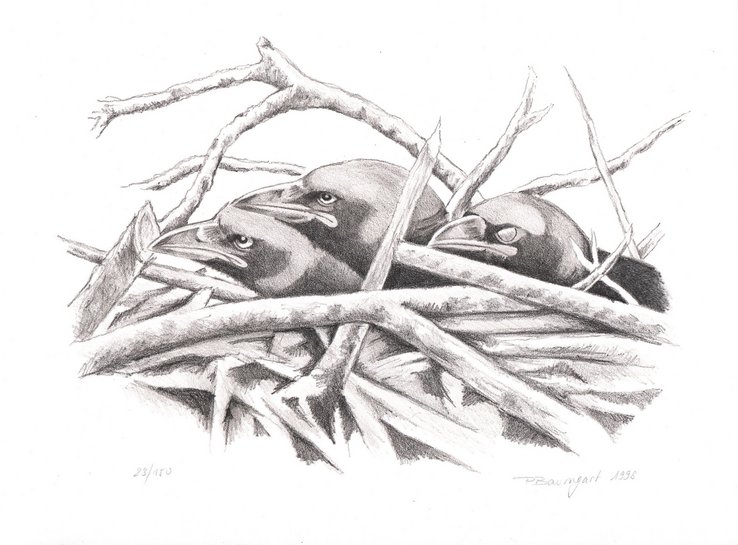 Illustration: Pierre Baumgart