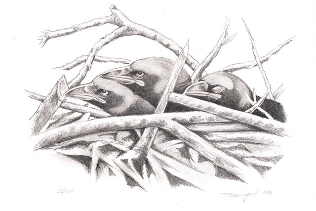 Nid de corneilles Illustration: Pierre Baumgart
