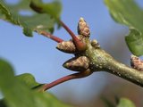 Bourgeons bruns court et conique