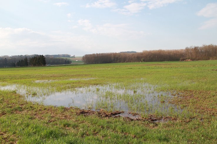 Bassière en zone agricole au lieu-dit "Marais des Polonais", à Cudrefin