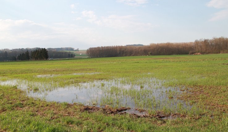 Bassière en zone agricole au lieu-dit "Marais des Polonais", à Cudrefin